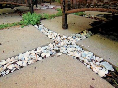Mulching with Seashells to Add Calcium